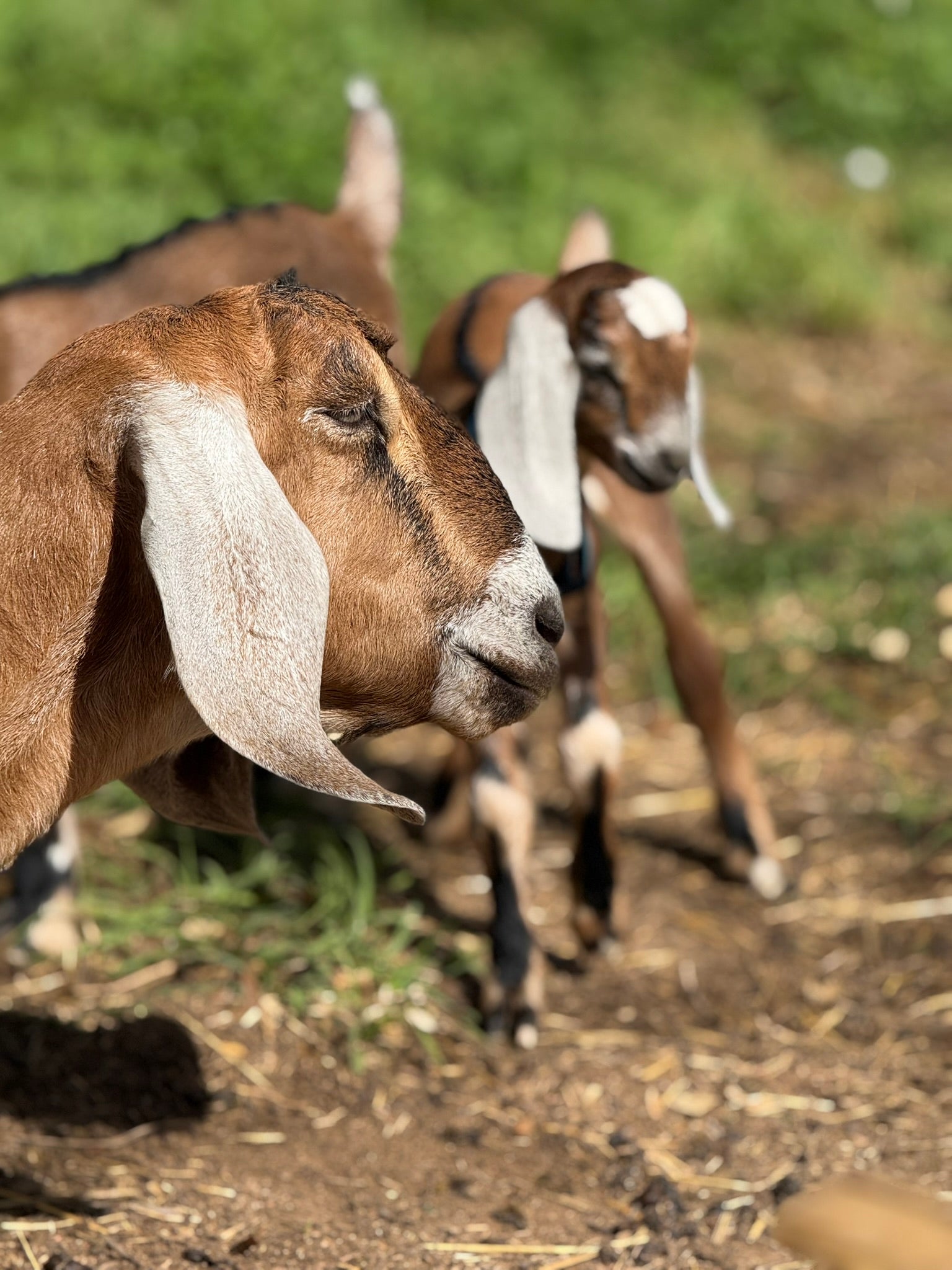 Best Advice for Beginner Goat Owners